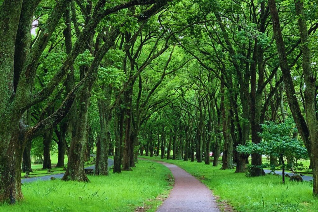 A scenic walking trail through Auckland green spaces with native bush and open pathways
